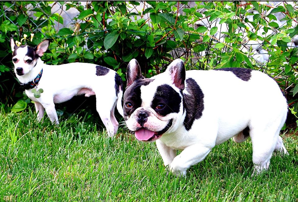 Chihuahua and French bulldog buddies. 