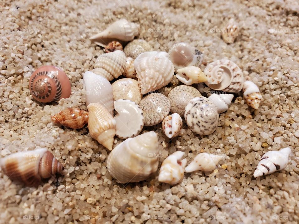 "Micro" Shells on the Sand