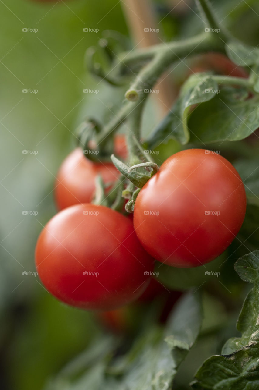 A portrait of a cluster of three red tomatoes still hanging on the tomato plant where they are growing.