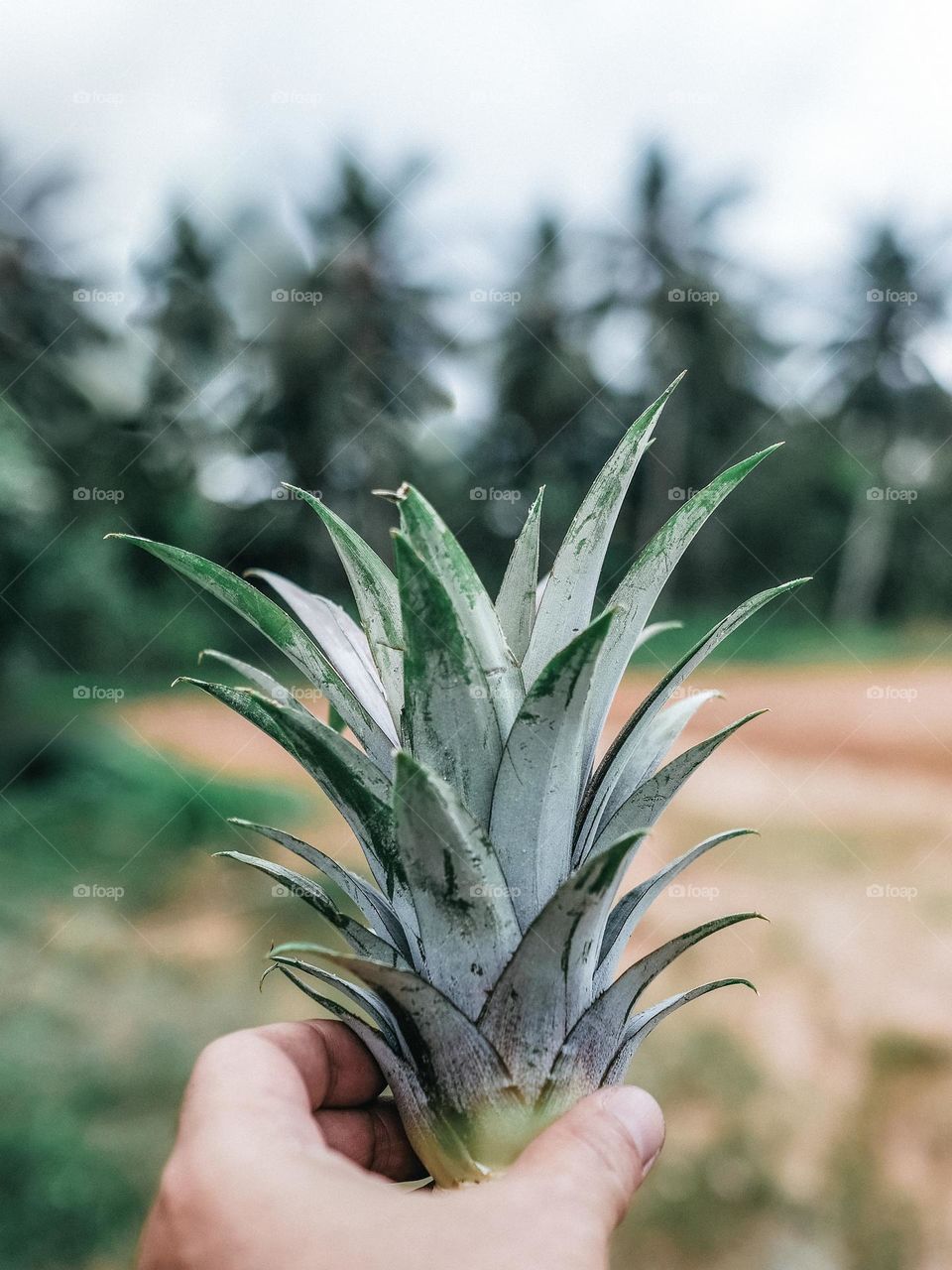 Close-up of pineapple shoots