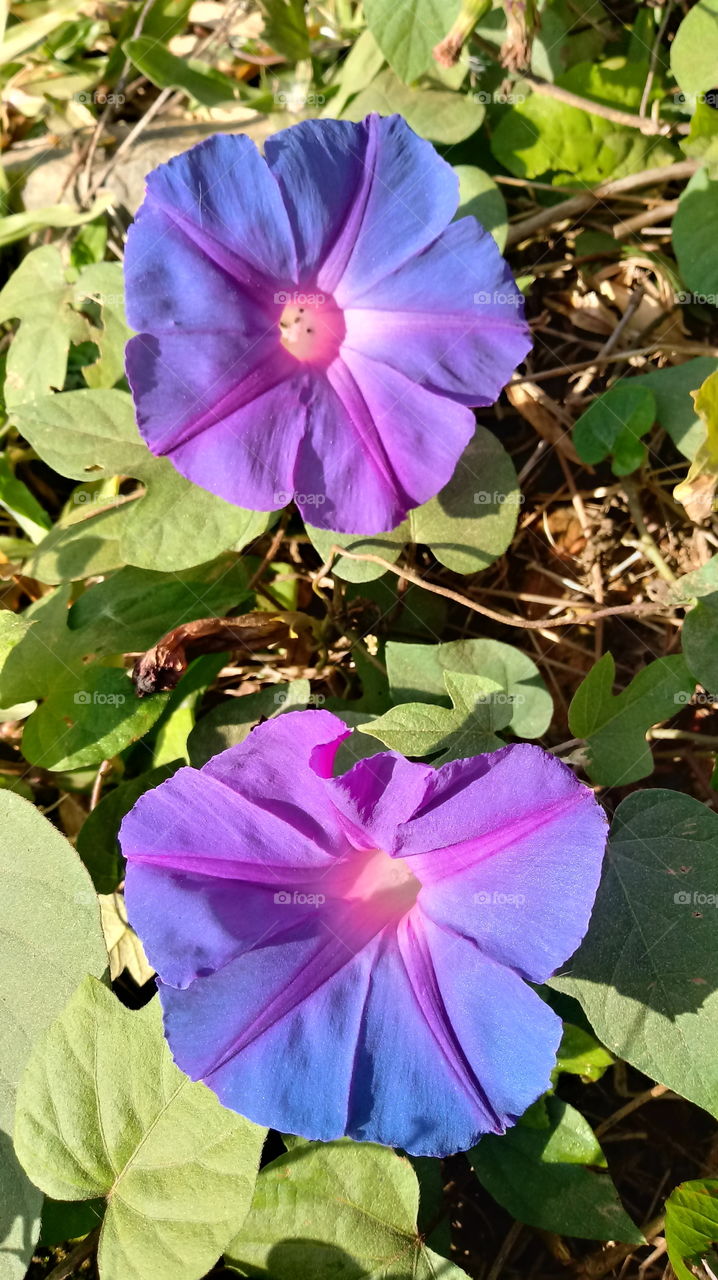 NATURE BOTANICAL Ipomoea nil