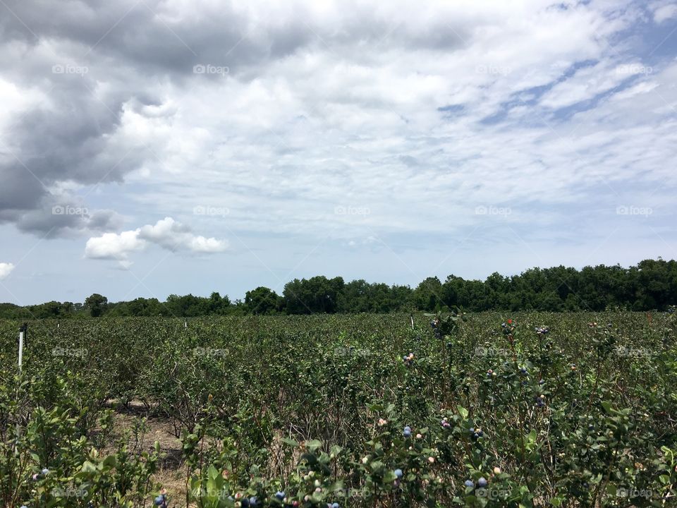 Blueberry field