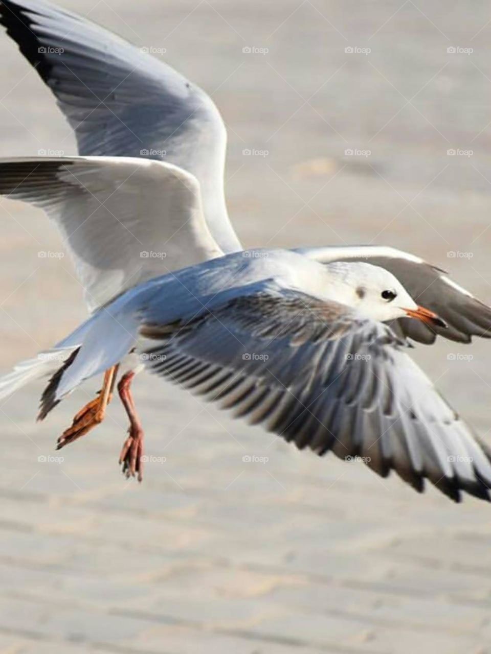 Free as a seagull