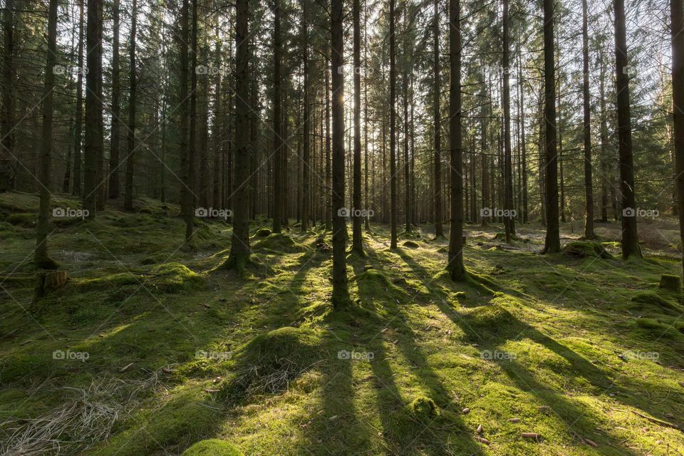The sun is shining behind the tall pine trees on the green moss covered ground in an old forest 