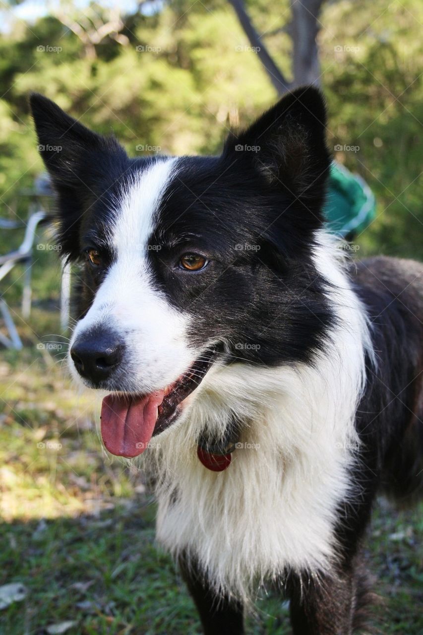 Border Collie