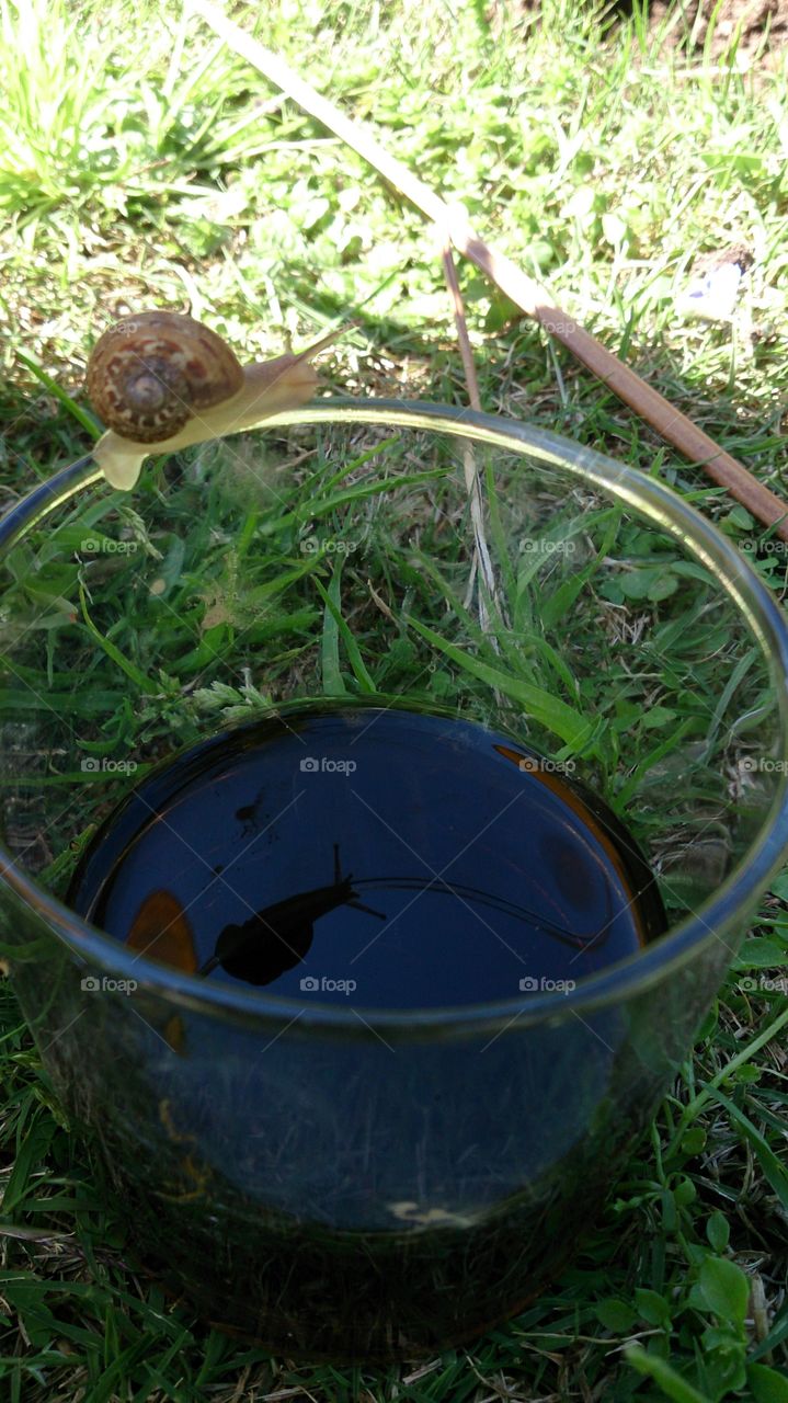 Snail Trail. The little snail that went for a walk to see what he could find.