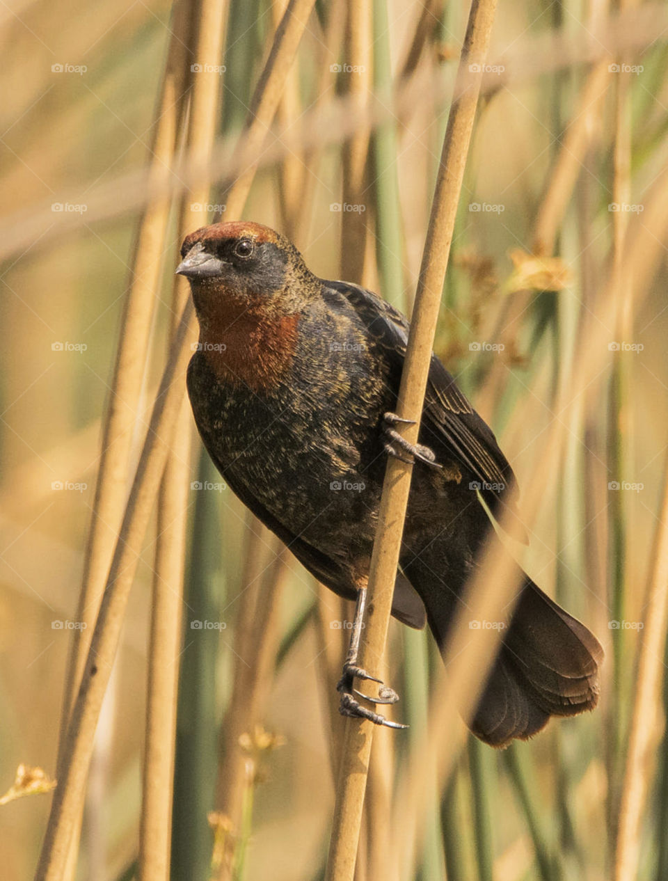 Congo wildlife Pictures