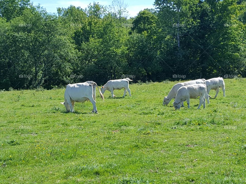 grazing milk cows