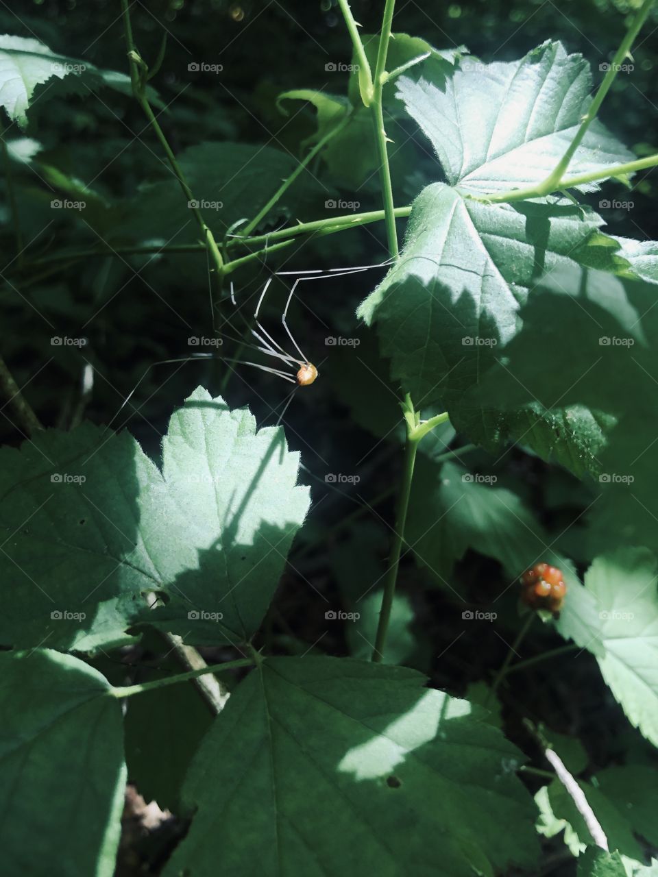 Dramatic lighting on daddy longlegs spider in sun and shadows on wild blackberry leaves 