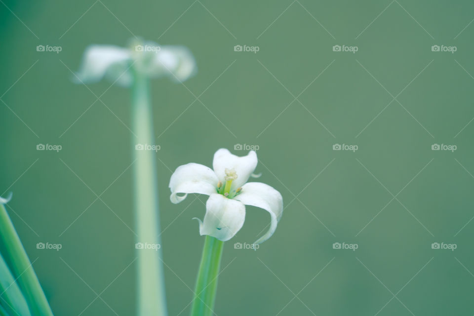 White rose in front of a green background.
