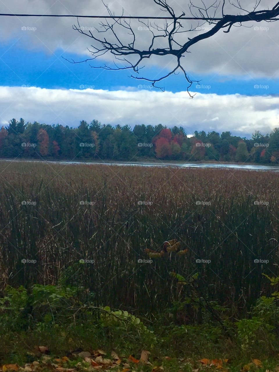 Fall marsh in Michigan 