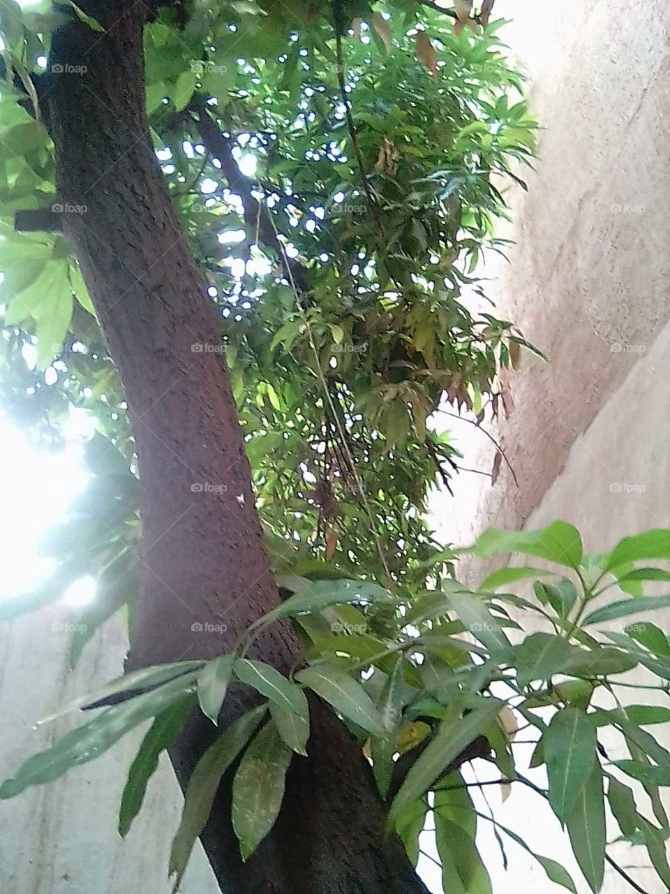 Mango tree in my garden very beautiful