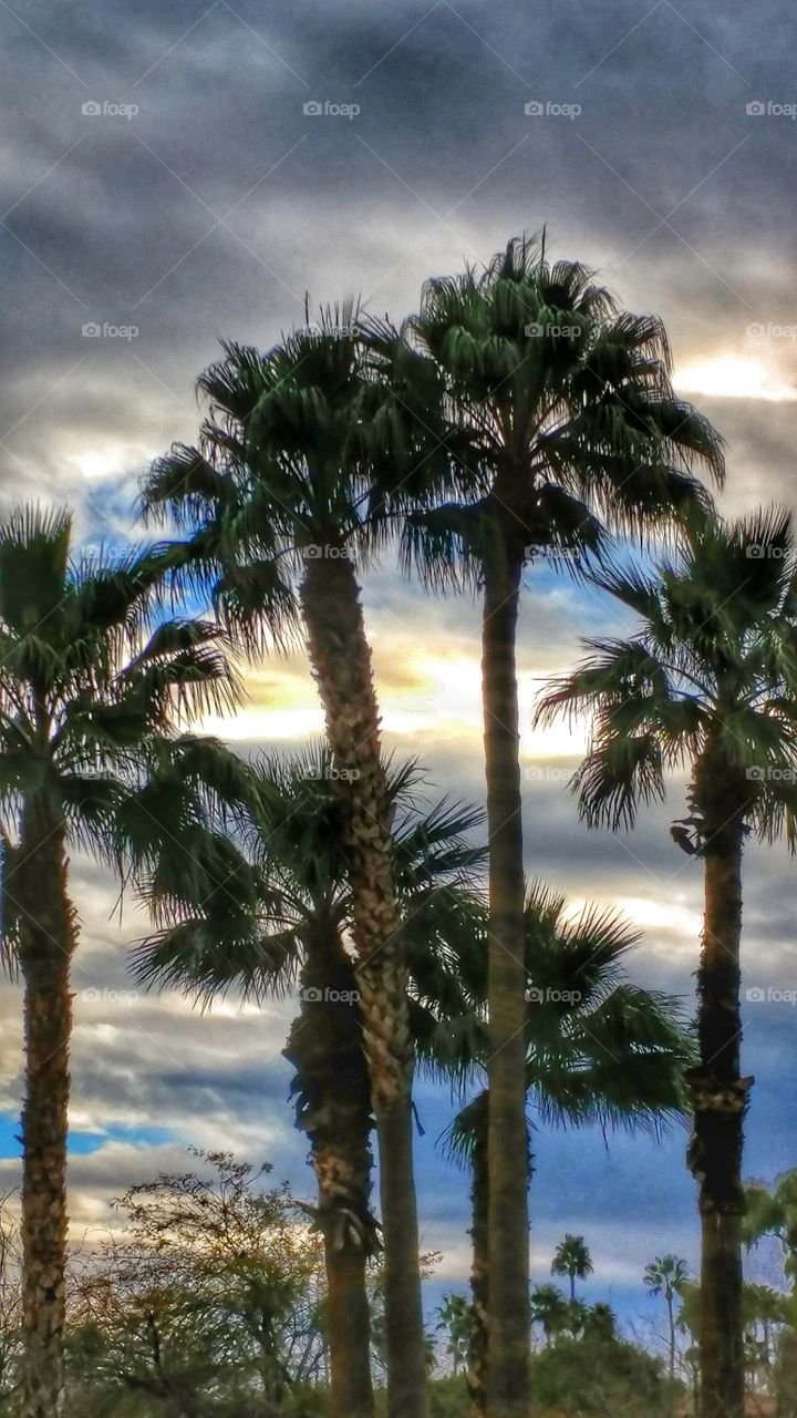 Rain clouds move in over Palm trees in Arizona's sunset.