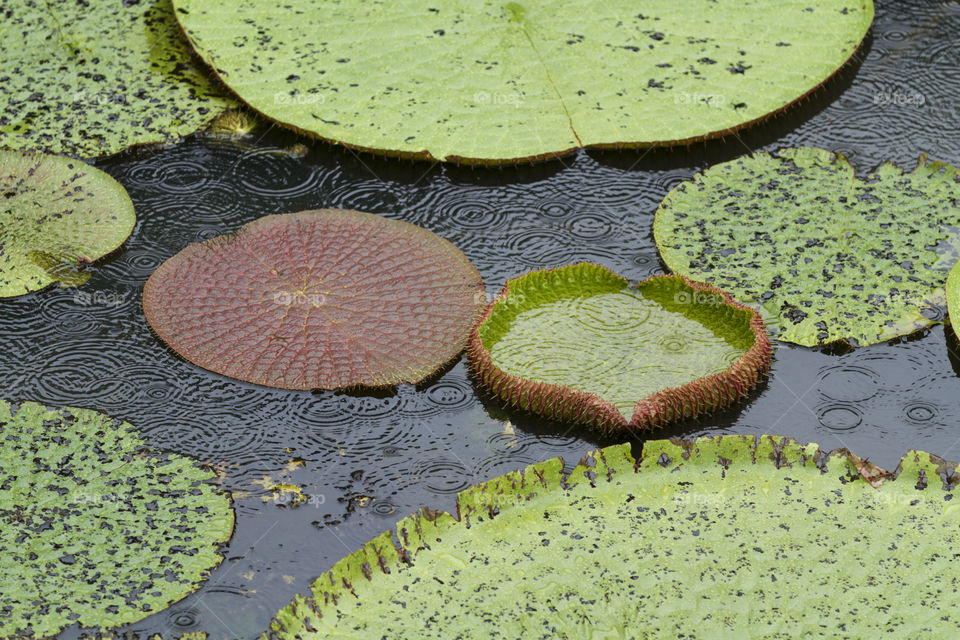 Vitoria Regia in Manaus Brazil.