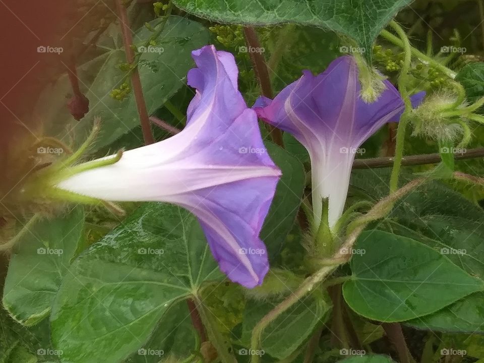 morning glory blossoms