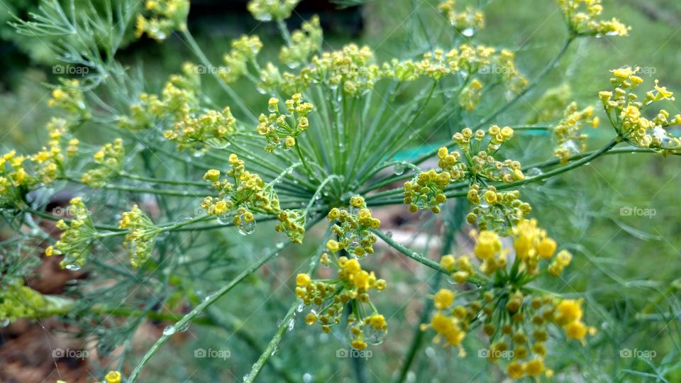 yellow dill blossoms with water drops