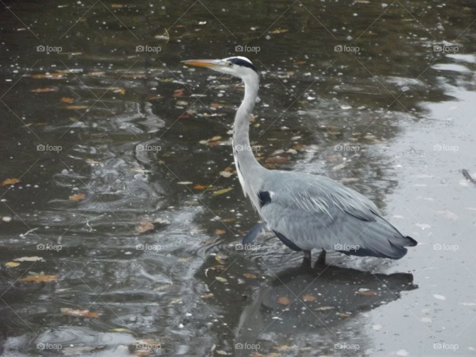 Grey Heron