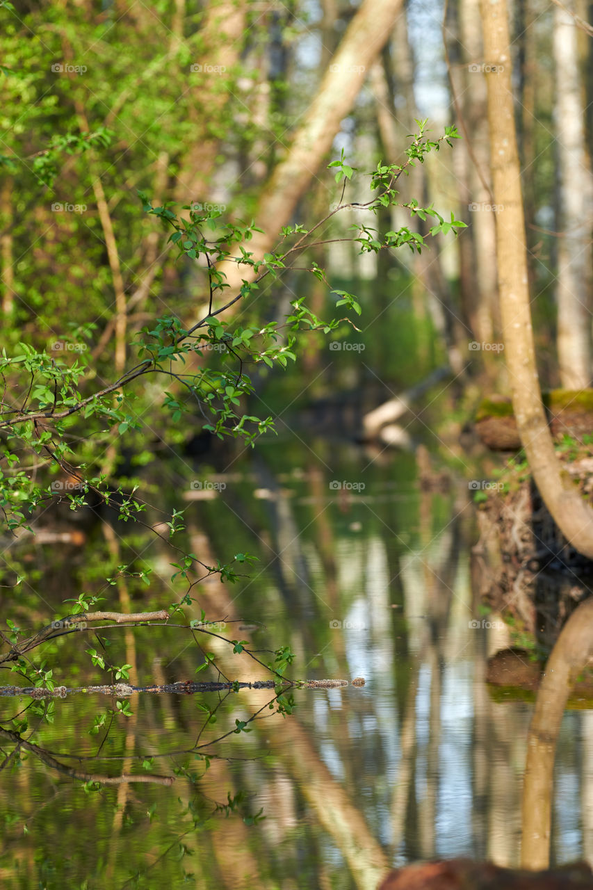 Fresh green leaves of a willow tree above small river on spring evening in Helsinki, Finland.