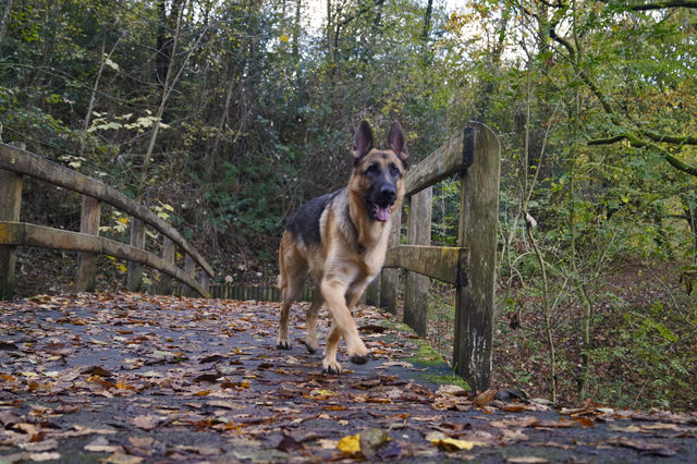 German Shepherd