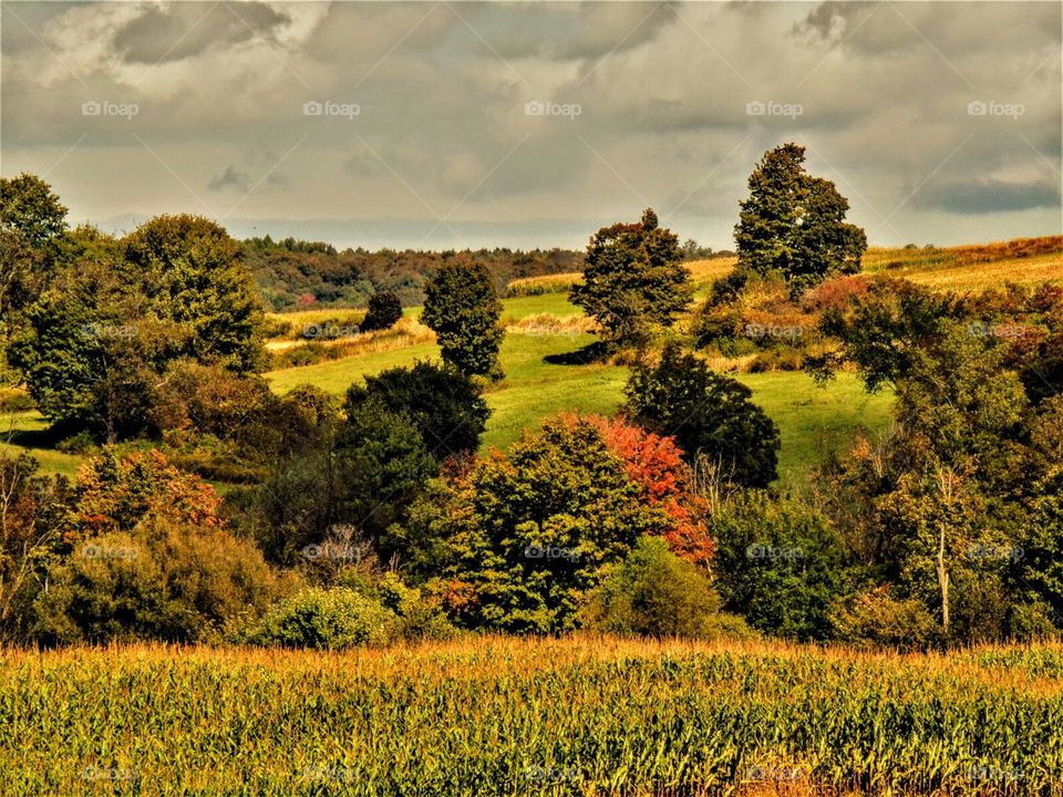 reminds you of a puzzle.peacefull setting.