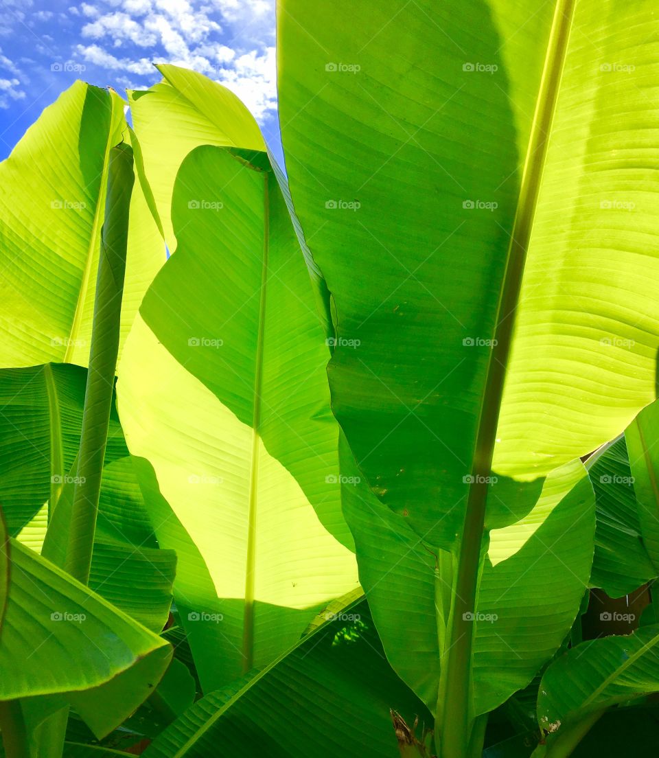 Banana trees