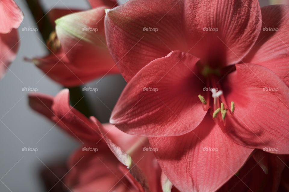 Red Amaryllis 