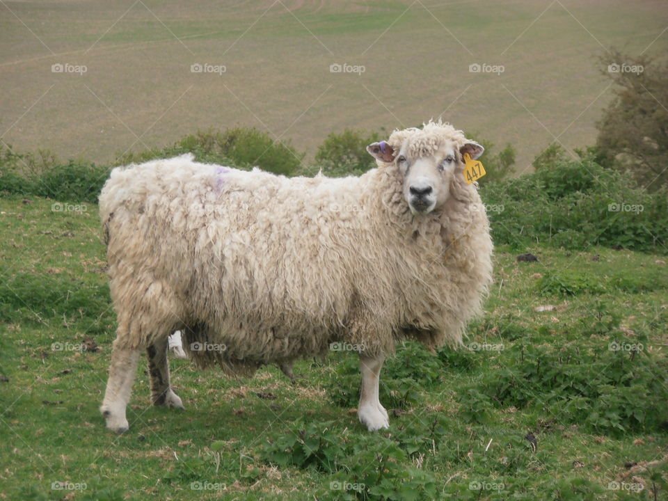 Mother Sheep