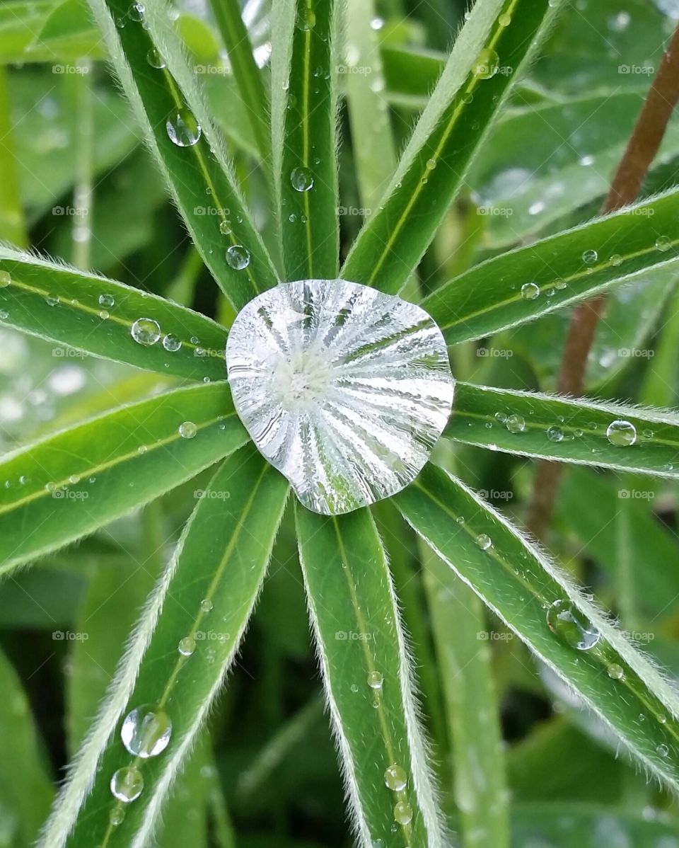 collection of waterdrops on a lupineleaf