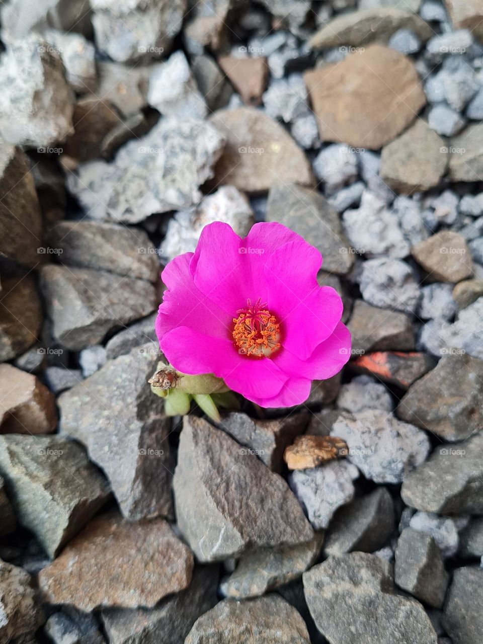 Florir em meio às pedras