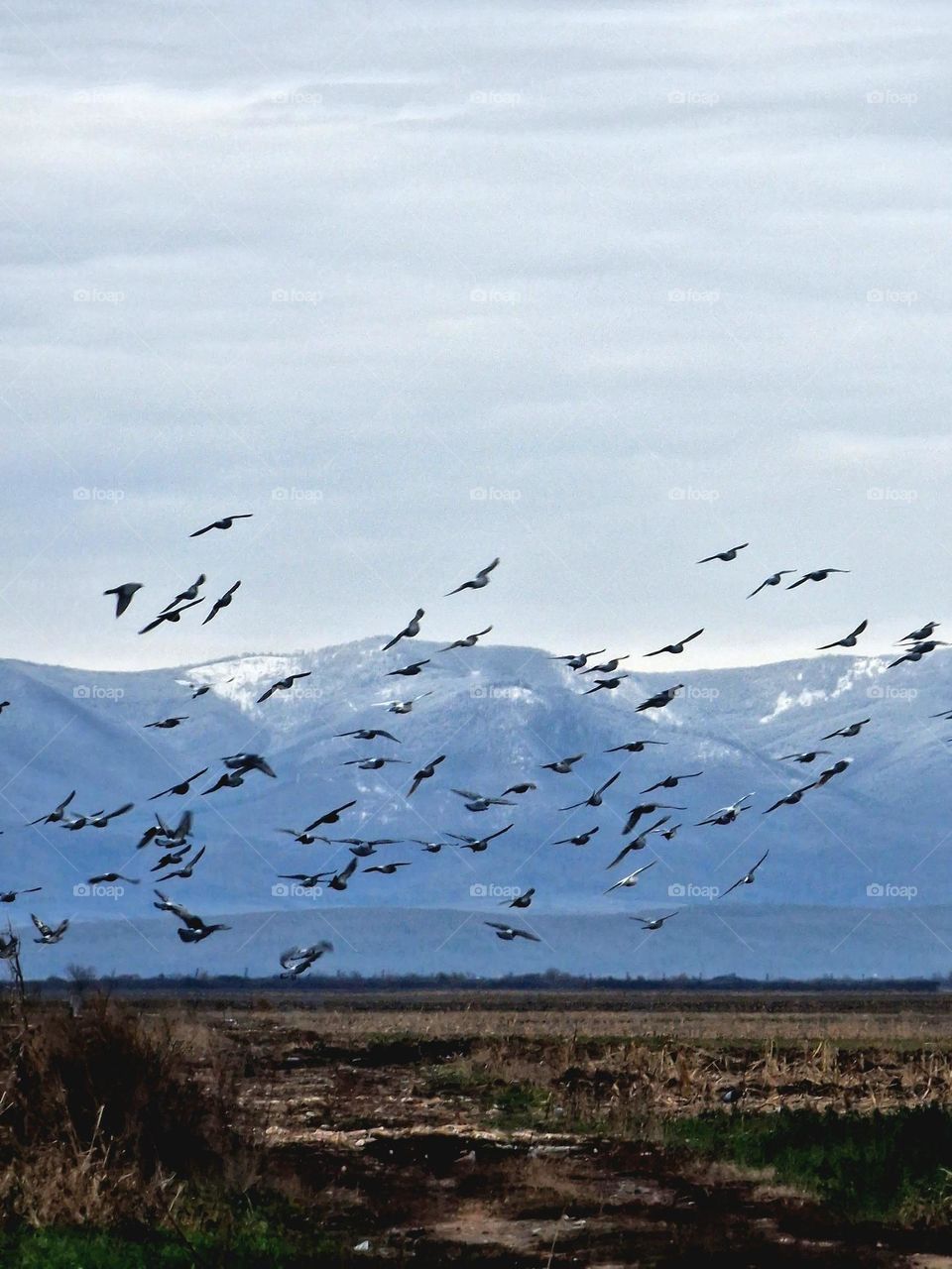 birds in winter