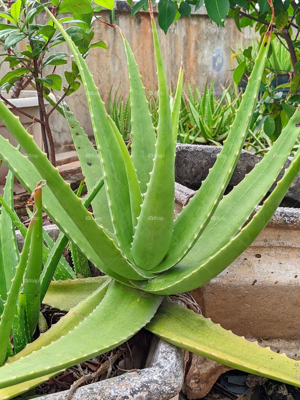 aloe vera plant🌵😁