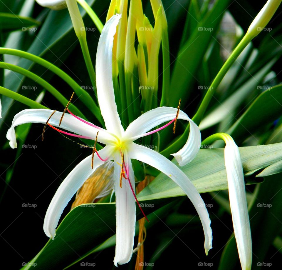 Little Havana Floral. Photo of a delicate white flower taken inMiami, Florida.