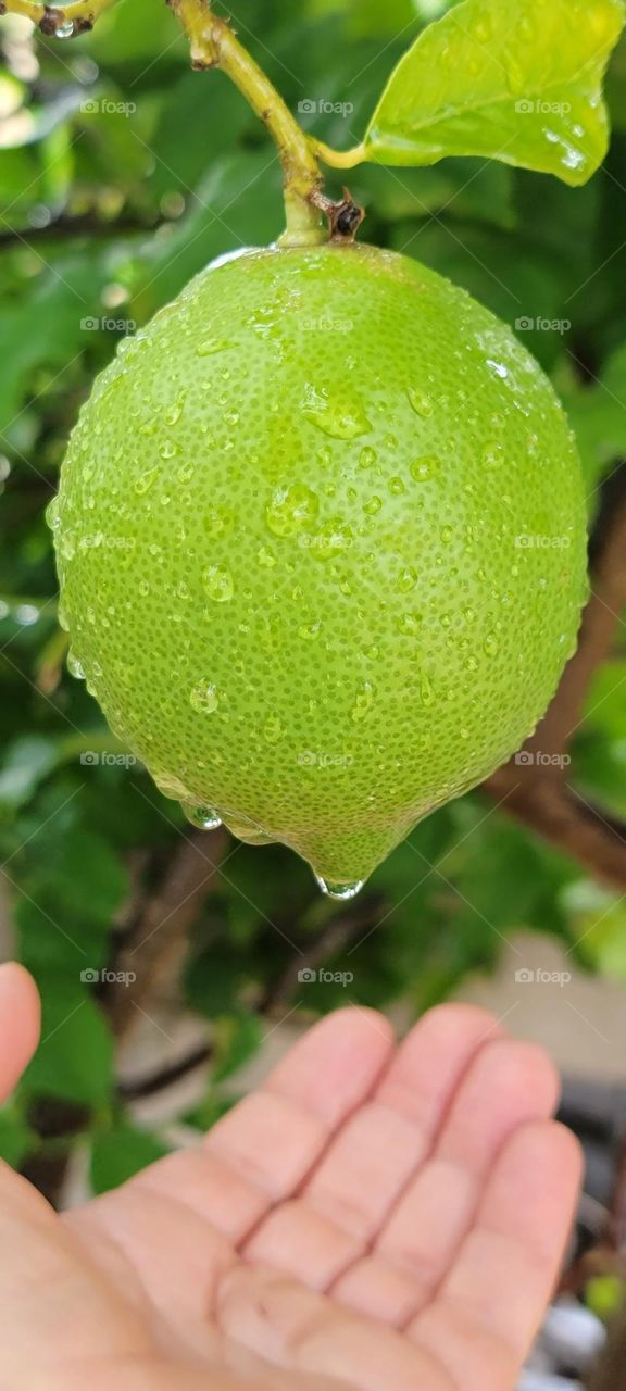 Lemon tree