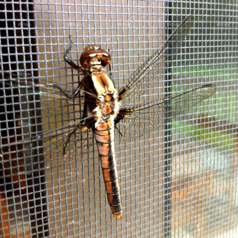 insect screen dragonfly beneficial by serenitykennedy