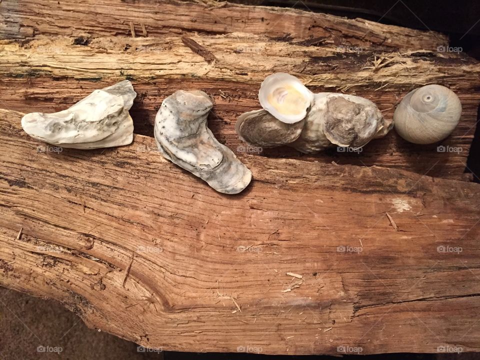 Shells on wood