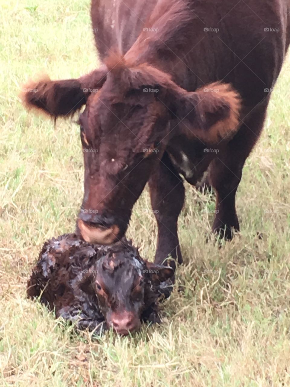 Newborn Shorthorn calf. 