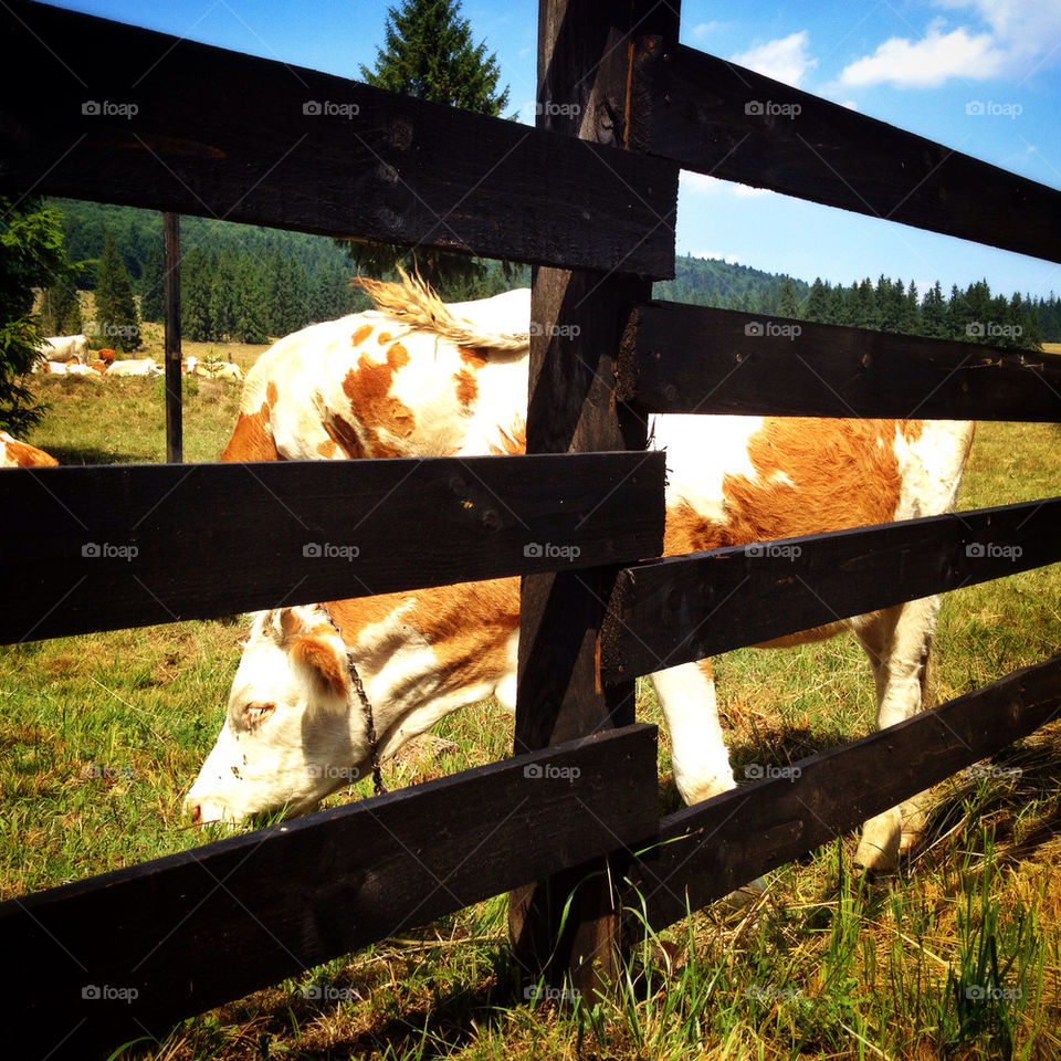 wood cow rustic fense by bogmol