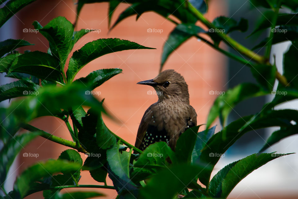 Baby starlings in the bushes