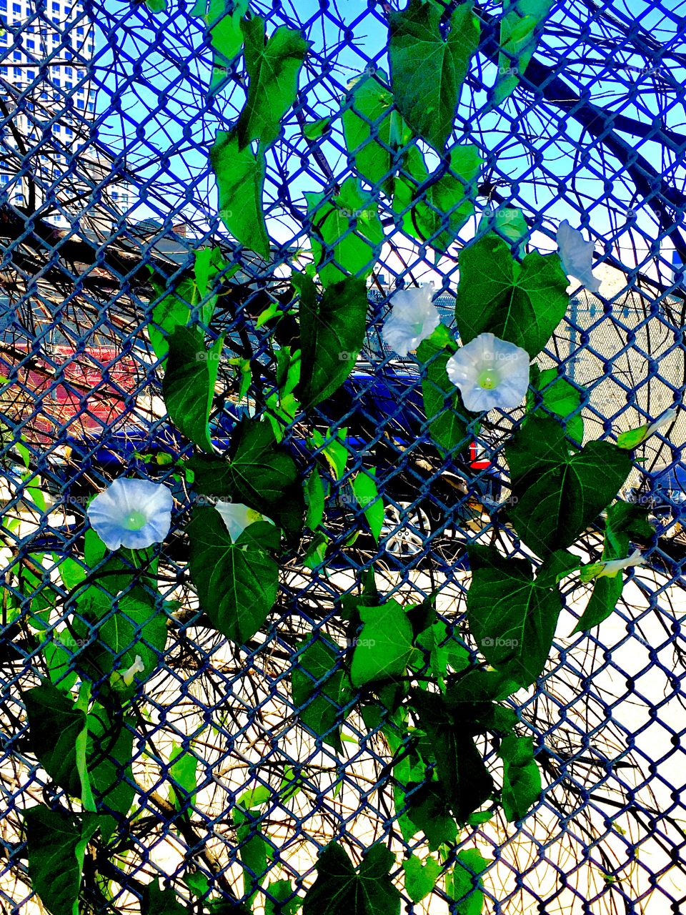 A climbing plant in bloom with white flowers on a fence in Long Island City, Queens, New York photographed on a bright sunshiny Saturday afternoon in 2019. Hypnotic Productions