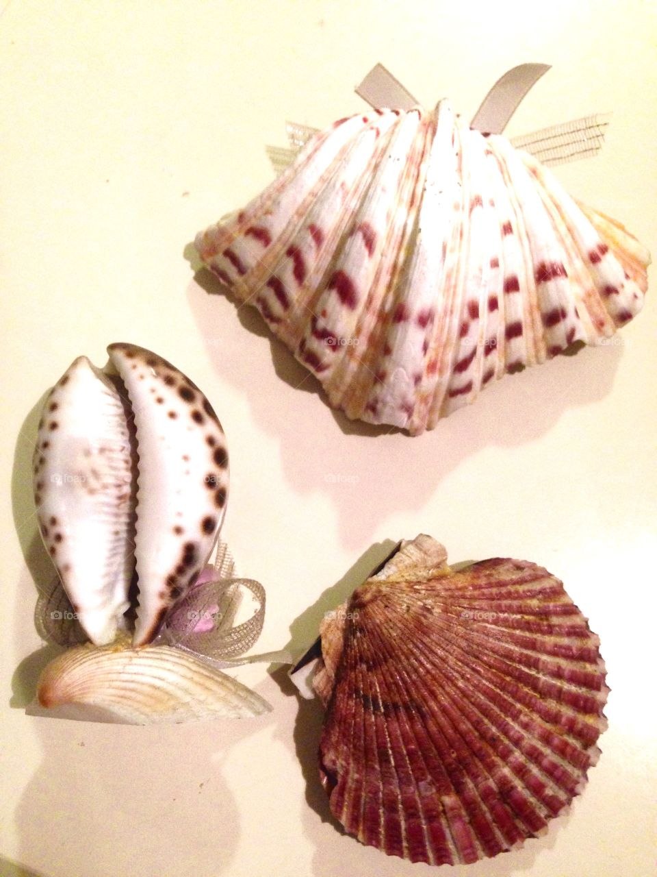 Beautiful sea sea shells on beach