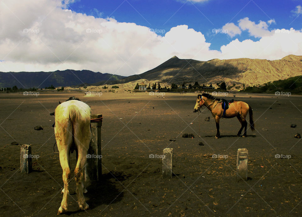 horse and mount bromo