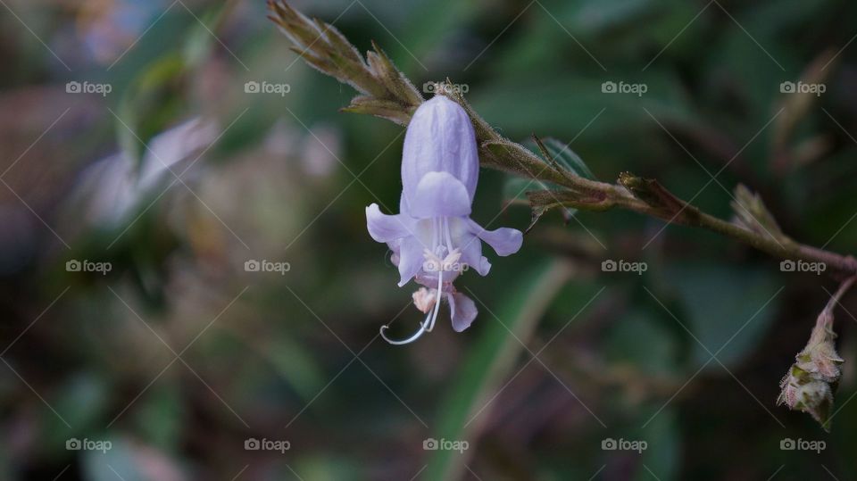 Wild Purple Flower...
