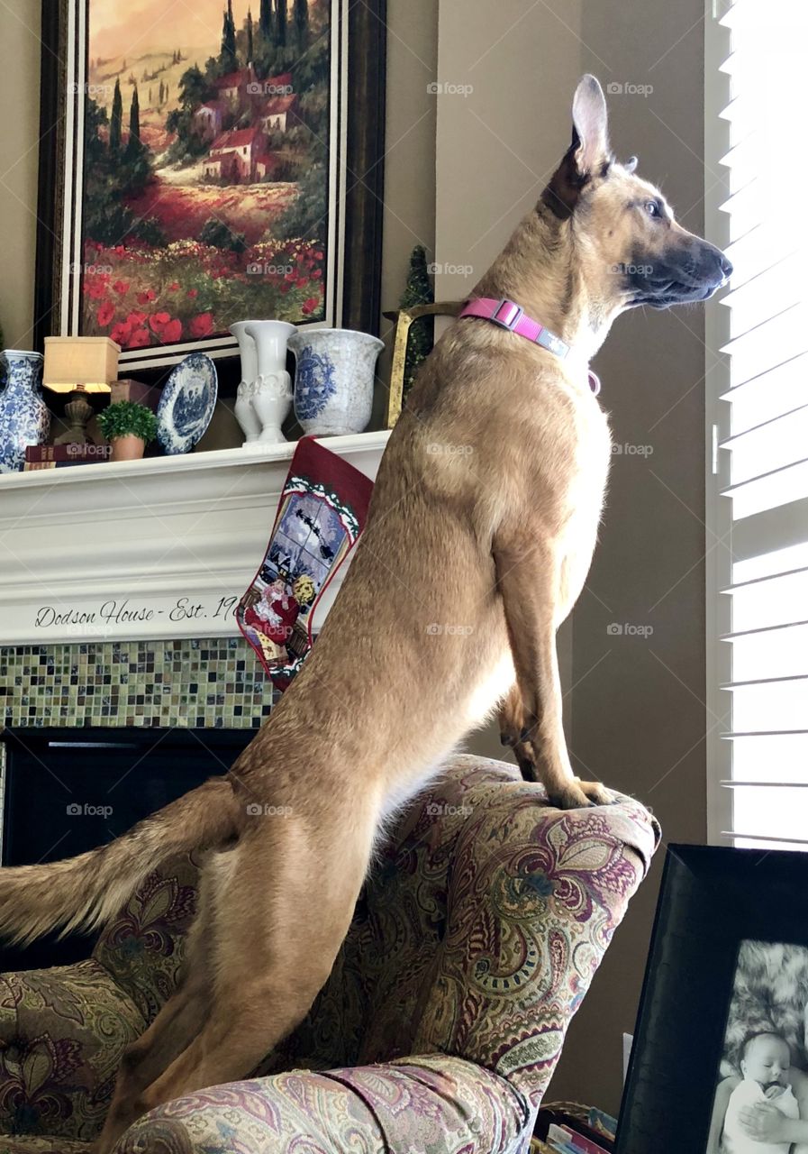 Bella the sentry. A one year old Belgian Malinois keeps a watchful eye over the backyard from her favorite lookout point.