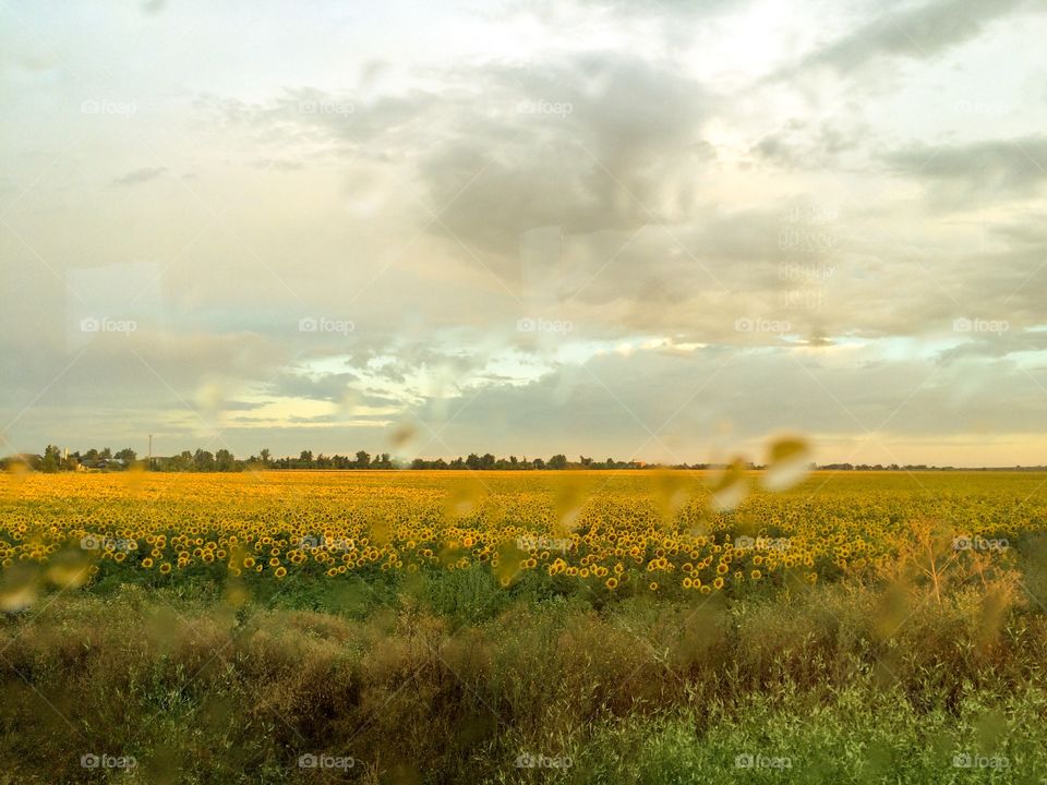 Sunflowers