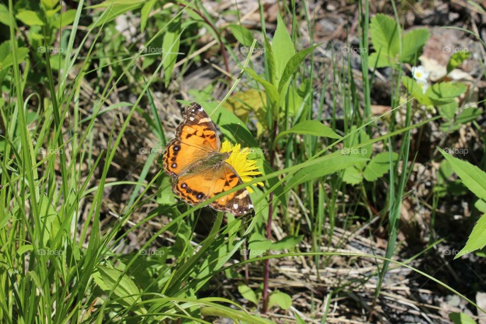 butterfly in grass