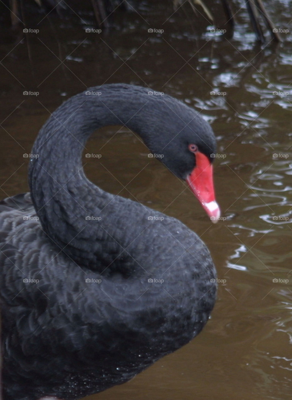 black Dawlish swan