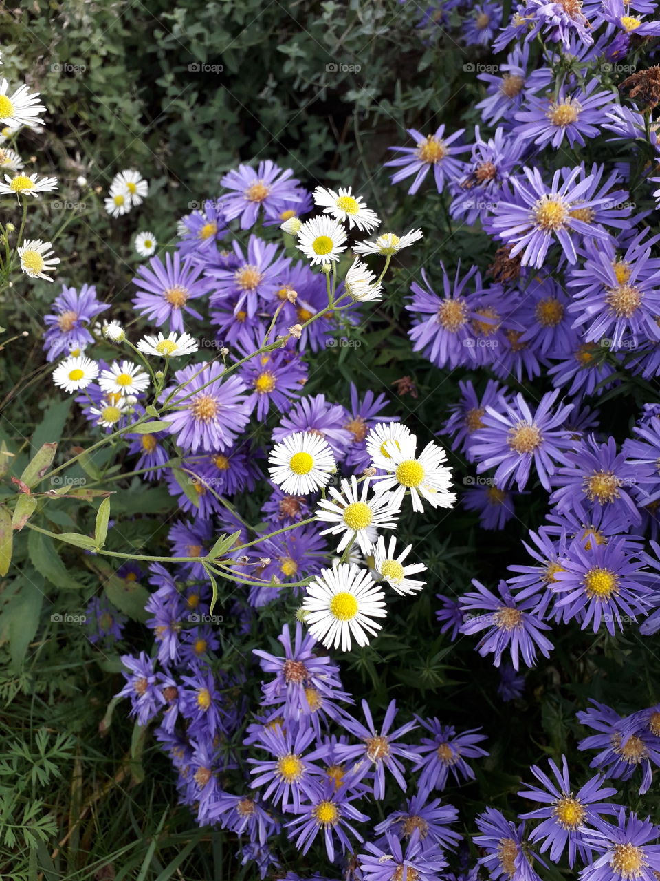 blue asters and white meadow flowers in the afternoon