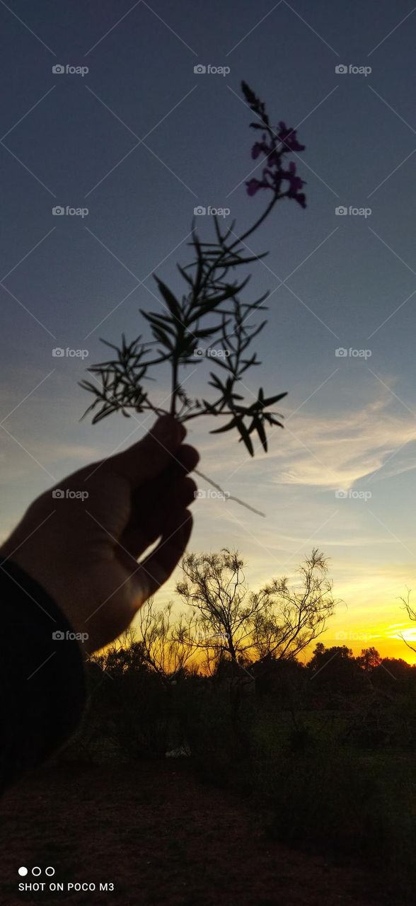 beautiful plant embraces the sky and splendid sunset.