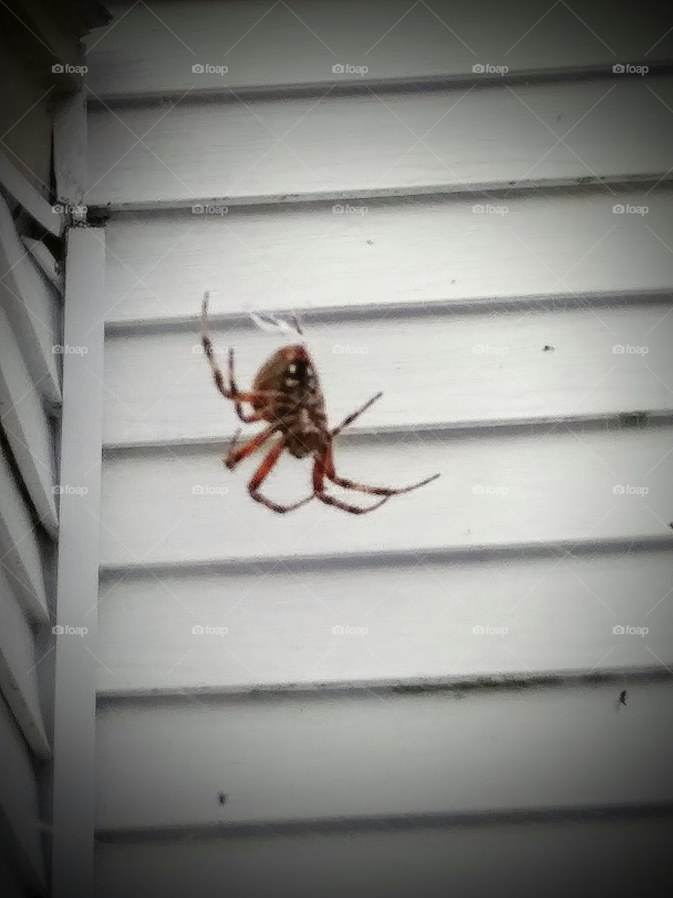 creepy spider