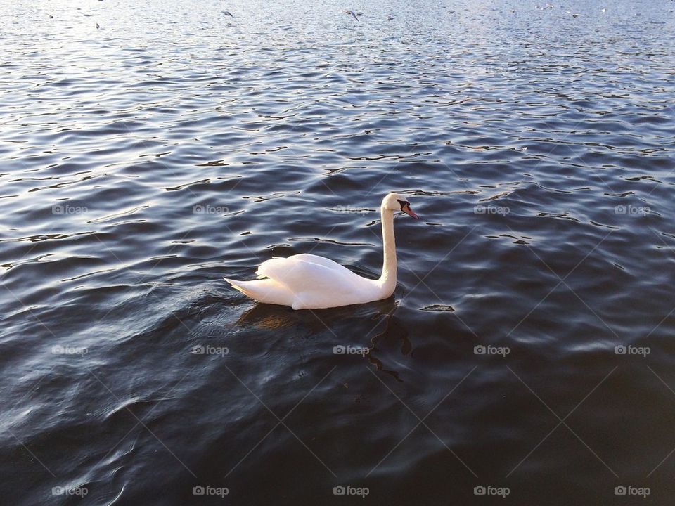 Swan swimming calmly